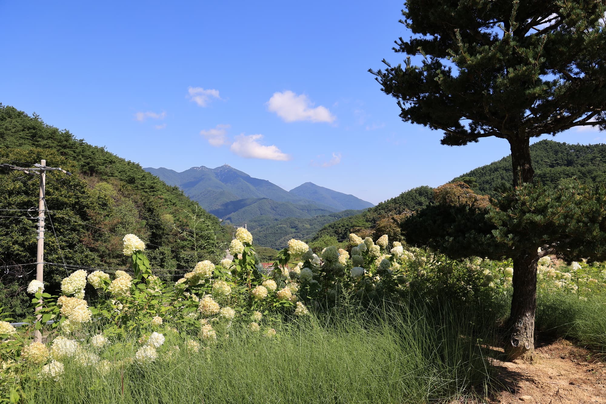 오도산 관광농원 사진 14