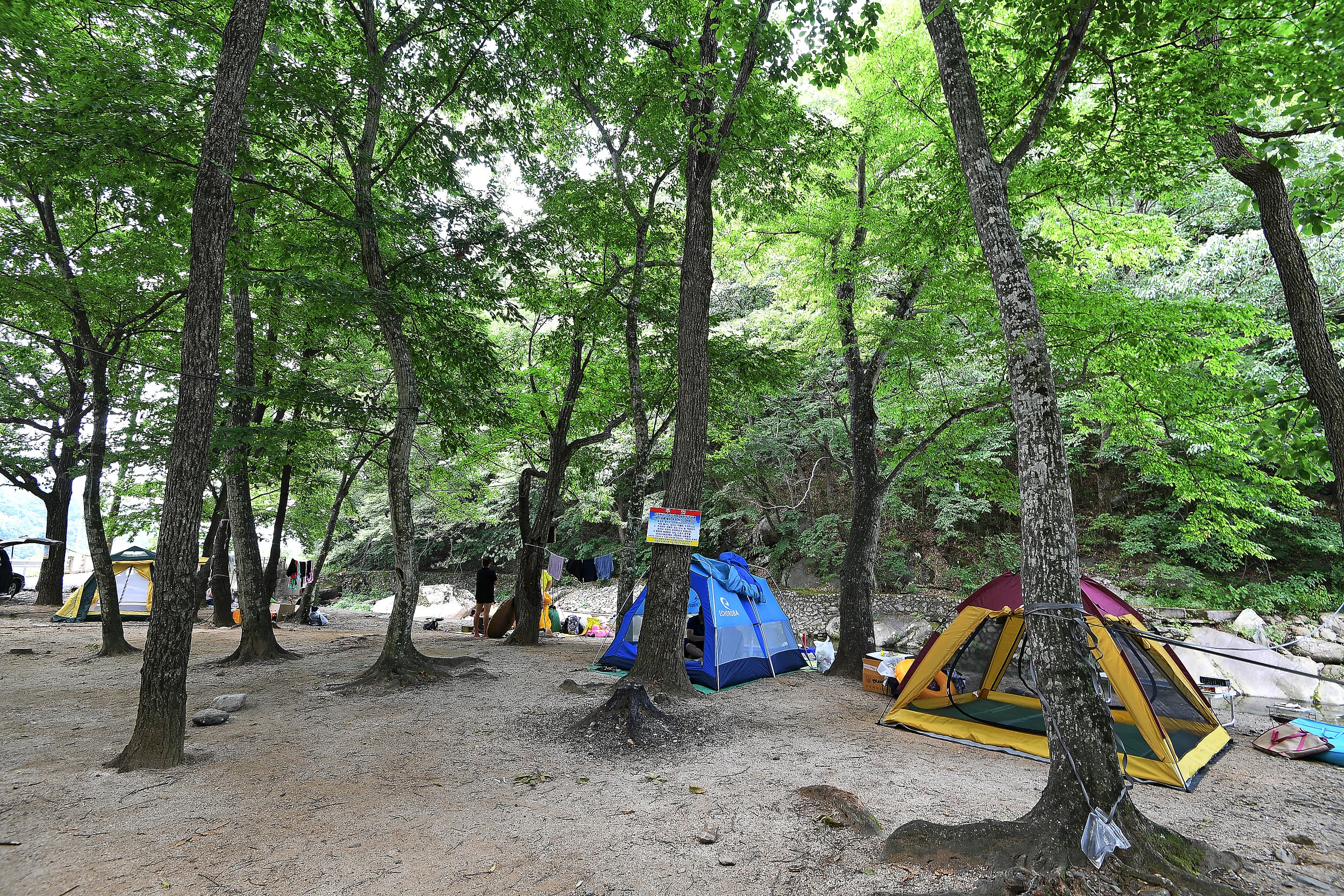 계림정야영장 사진 4