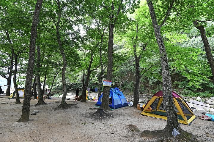 계림정야영장 대표 사진