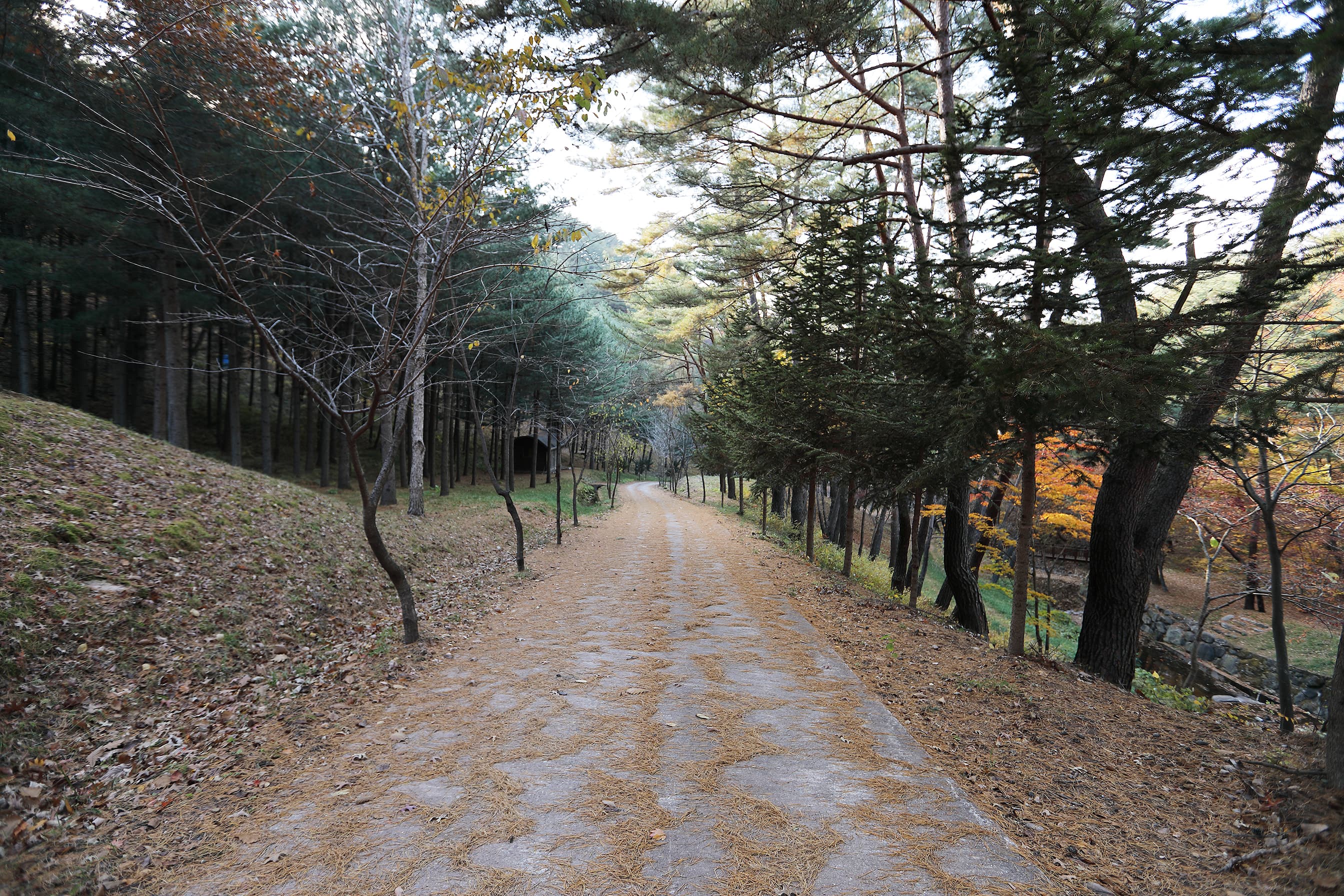 국립검마산자연휴양림야영장 사진 23