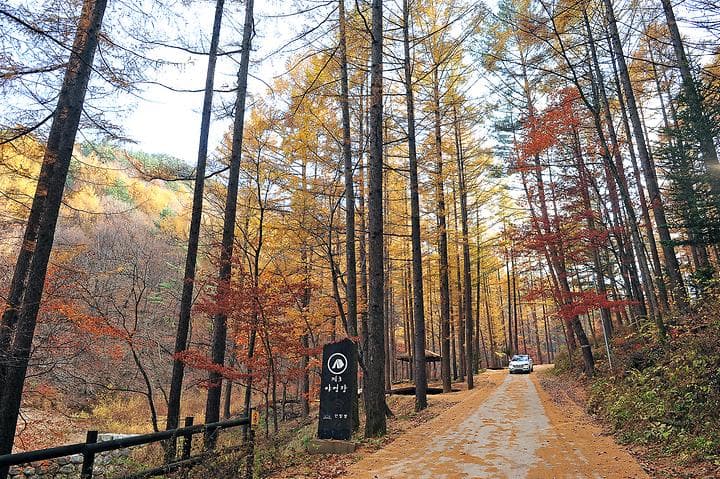 국립청옥산자연휴양림제1야영장 대표 사진