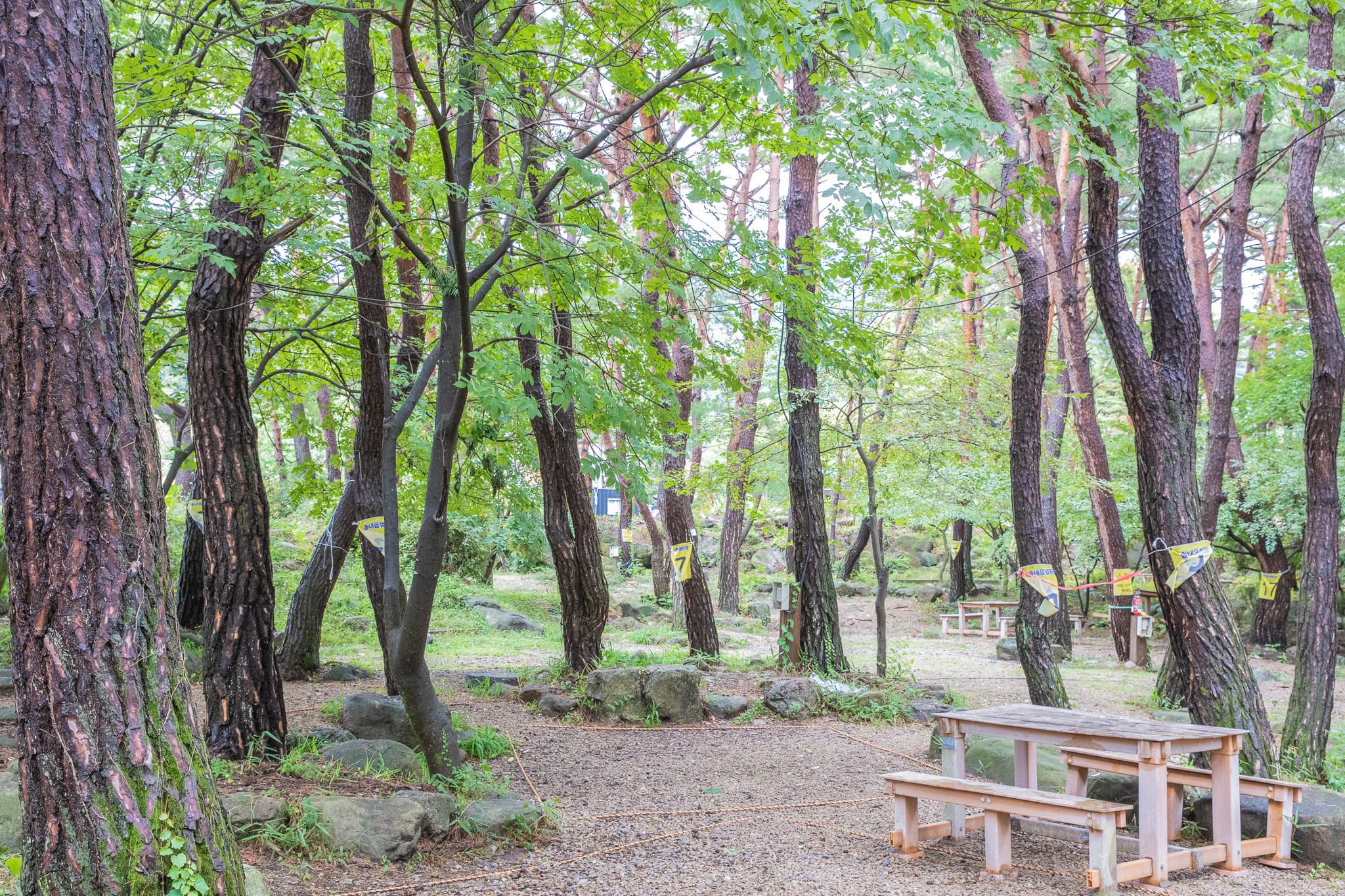 솔내음 캠핑장 사진 11